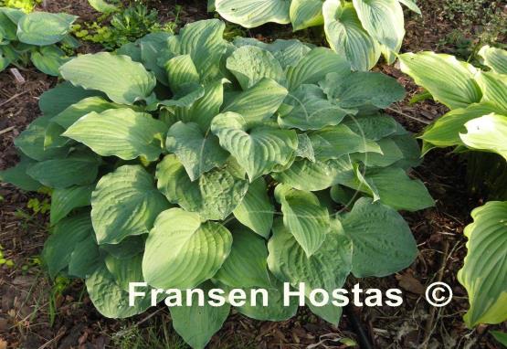 Hosta Metallica